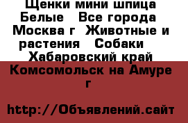 Щенки мини шпица Белые - Все города, Москва г. Животные и растения » Собаки   . Хабаровский край,Комсомольск-на-Амуре г.